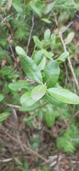 Kalmia polifolia