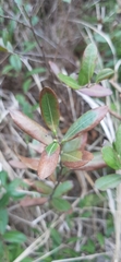 Kalmia polifolia