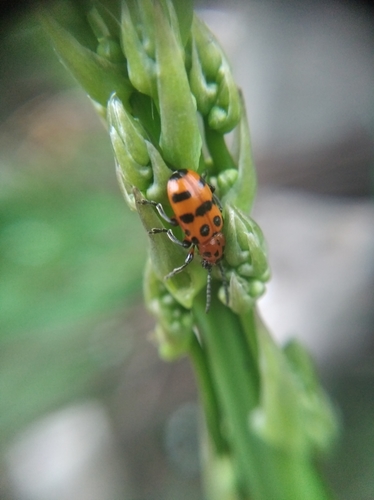Crioceris quatuordecimpunctata