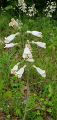 Penstemon tenuiflorus