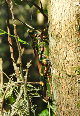 Chromacris speciosa