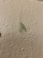 Leucochrysa floridana