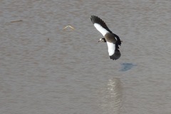 Vanellus crassirostris