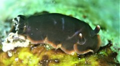Dendrodoris