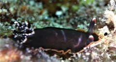 Dendrodoris