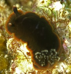 Dendrodoris