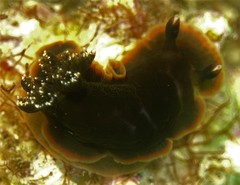Dendrodoris