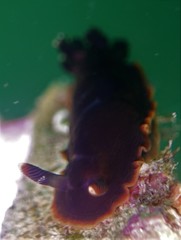 Dendrodoris