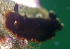 Dendrodoris