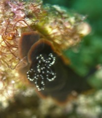 Dendrodoris