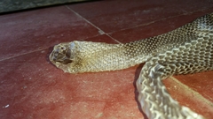Lampropeltis