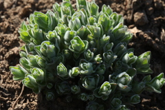 Codonopsis clematidea