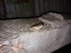 Polypedates leucomystax