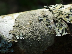 Buellia griseovirens