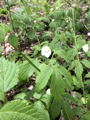 Anemonoides quinquefolia