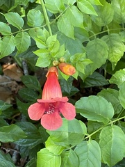 Campsis radicans image