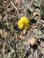 Mentzelia gracilenta