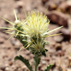 Centaurea iberica