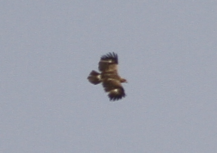 Lesser Spotted Eagle