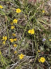 Pentachaeta aurea aurea