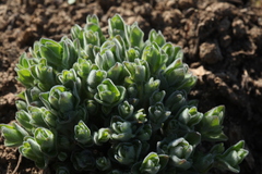 Codonopsis clematidea