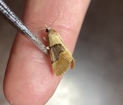 Hemeroplanis incusalis