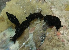 Aplysia nigrocincta