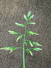Poa annua