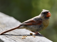 Cardinalis cardinalis