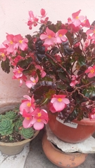 Begonia