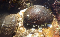 Haliotis fulgens