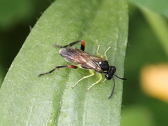 Macrophya rufipes