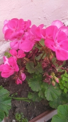 Pelargonium × hybridum
