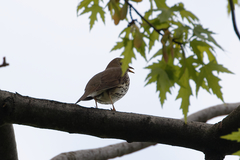 Turdus philomelos