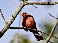Cardinalis cardinalis