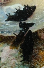 Aplysia nigrocincta