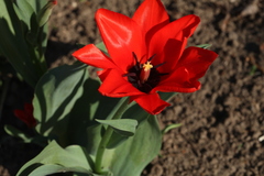 Tulipa greigii