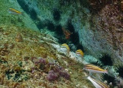 Parupeneus biaculeatus