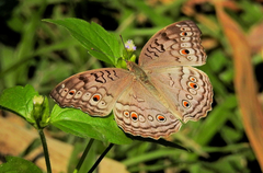 Junonia atlites