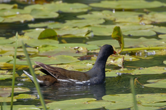 Gallinula chloropus