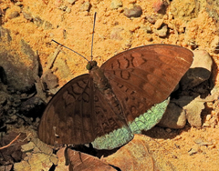 Tanaecia julii