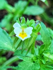 Viola arvensis