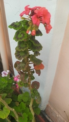 Pelargonium × hybridum