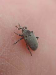 Trichobaris compacta