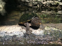 Sternotherus minor