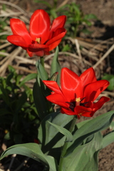 Tulipa greigii