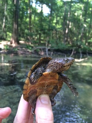 Sternotherus minor