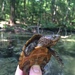 Loggerhead Musk Turtle - Photo (c) Grover J. Brown, some rights reserved (CC BY-NC), uploaded by Grover J. Brown