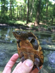 Sternotherus minor