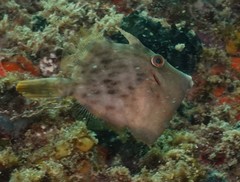 Stephanolepis cirrhifer